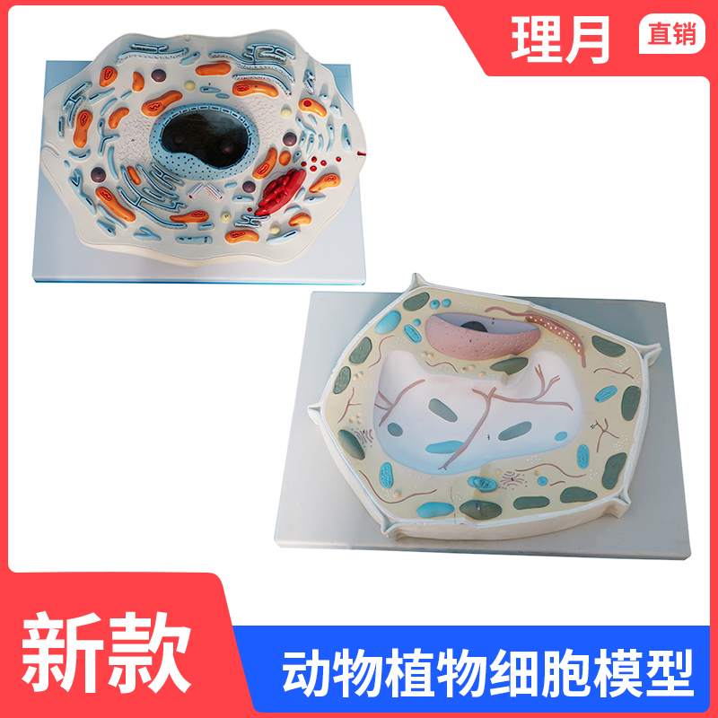 動物細(xì)胞亞顯微結(jié)構(gòu)模型在中學(xué)生物教學(xué)中的應(yīng)用與推廣